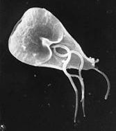 Giardia Duodenalis